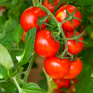 Non-GMO solanum lycopersicum Chadwick Cherry Tomato Seeds 30 Seeds Heirloom Indeterminate