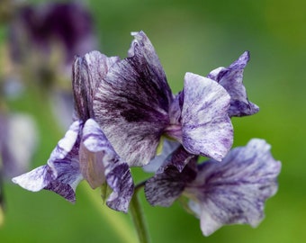 Spencer Nimbus Sweet Pea Seeds, 30 Seeds, Fragrant Sweetpea Flowers