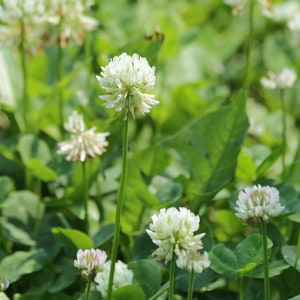 Dutch White Clover Seeds // Open Pollinated, Non-GMO, trifolium repens
