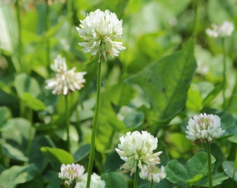Dutch White Clover Seeds, 1500 Seeds // Open Pollinated, Non-GMO, trifolium repens