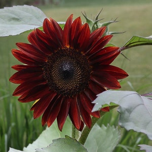 Chianti Sunflower Seeds, Deep Wine Burgundy Red Sunflowers, 25 Seeds // Non-GMO, helianthus annuus
