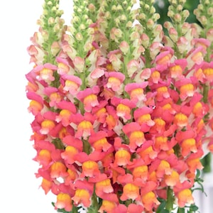 Potomac Orange F1 Snapdragon Seeds, 50 Count (Pelleted)