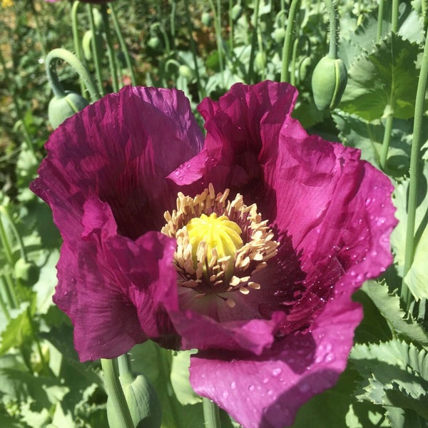 Organic Hungarian Breadseed Poppy Seeds, Lavender Violet Poppies, Poppy Flower, 500 Seeds // Organic, Open Pollinated, papaver somniferum