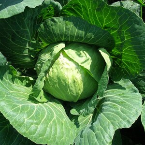 Golden Acre Cabbage Seeds // Heirloom, Non GMO, Brassica oleracea var. capitata