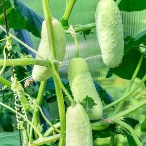 Organic Salt & Pepper Cucumber Seeds, White Pickling Cucumbers // Organic, Non-GMO, Cucumis sativus