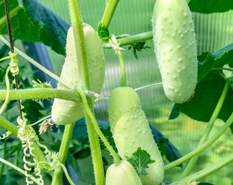 50 Seeds Salt Pepper Cucumber Seeds Organic