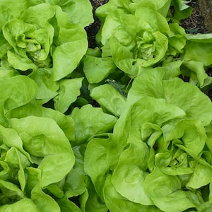Organic Buttercrunch Butterhead Lettuce Seeds // Organic, Heirloom, Non GMO, Lactuca sativa var. capitata