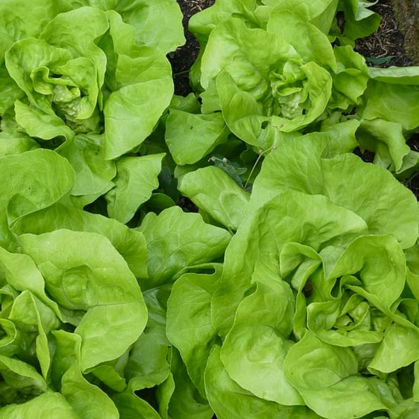 Organic Buttercrunch Butterhead Lettuce Seeds, 1500+ Seeds // Organic, Heirloom, Non GMO, lactuca sativa var. capitata