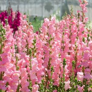 Potomac Pink F1 Snapdragon Seeds, Light Pink Snapdragons // Open Pollinated, Non-GMO, antirrhinum majus