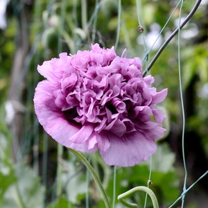 Organic Purple Frilly English Poppy Seeds, 150 Count, Lavender Pom-Pom Flowers