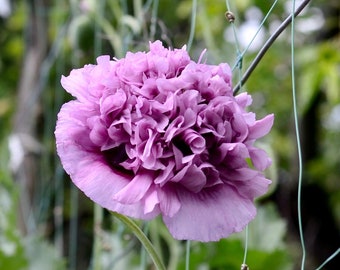 Organic Purple Frilly English Poppy Seeds, 150 Count, Lavender Pom-Pom Flowers