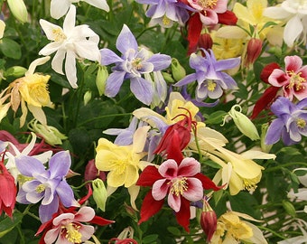 McKana Giants Columbine Seeds, Columbine Flowers Mixed // Open Pollinated, Non-GMO, Aquilegia caerulea