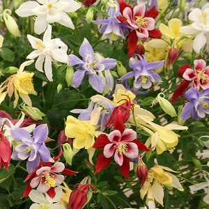 McKana Giants Columbine Seeds, Columbine Flowers Mixed // Open Pollinated, Non-GMO, Aquilegia caerulea