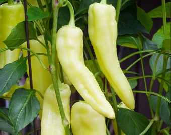Sweet Banana Pepper Seeds, Chili Pepper Seeds, 125 Count