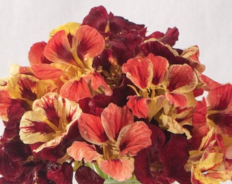 Peut inclure: Un bouquet de fleurs de capucine vibrantes dans des tons de rouge, orange et jaune. Les fleurs ont un motif unique et moucheté et sont disposées dans un vase.