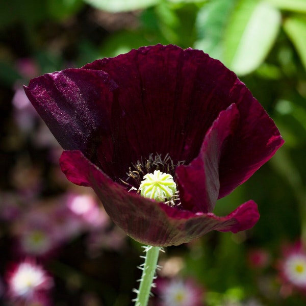 Organic After Midnight Poppy Seeds, Darkest Dark Purple Poppy Flowers // Organic, Open Pollinated, Non-GMO, papaver somniferum