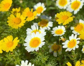 Garland Daisy Seeds, Yellow Crown Halo Daisies, Flower Seeds // Open Pollinated, Non-GMO, chrysanthemum coronarium
