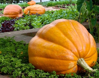 Dill's Atlantic Giant Pumpkin Seeds, 10 Count, World's Record Huge Pumpkins