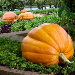 Dill&#39;s Atlantic Giant Pumpkin Seeds, World&#39;s Record Huge Pumpkins // Heirloom, Open-Pollinated, Non-GMO, Cucurbita maxima