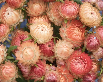 Organic Apricot Peach Strawflower Seeds // Organic, Open Pollinated, Non-GMO, Bracteantha bracteata