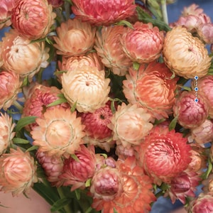 Organic Apricot Peach Strawflower Seeds // Organic, Open Pollinated, Non-GMO, Bracteantha bracteata