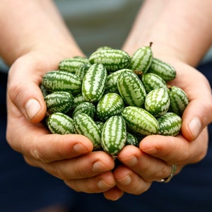 Cucamelon Seeds, Mexican Sour Gherkin Cucumbers, Mini Watermelon Cucumbers // Open Pollinated, Non-GMO, Melothria scabra