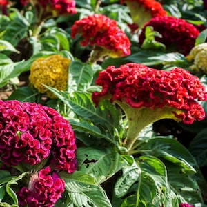 Supercrest Celosia Seeds, Cristata Mix Celosia Flowers // Organic, Non-GMO, Celosia cristata