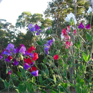 Royal Family Mix Sweet Peas, Mixed Sweet Pea Seeds // Non-GMO, Lathyrus latifolius