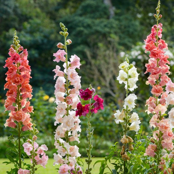 Madame Butterfly F1 Mixed Snapdragon Seeds, 50 Flower Seeds // Open Pollinated, Non-GMO, antirrhinum majus