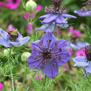 Midnight Nigella Seeds, Dark Purple Love-In-A-Mist, Edible Flowers // Non-GMO, Nigella papillosa