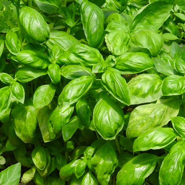 Organic Genovese Basil Seeds // Organic, Ocimum basilicum