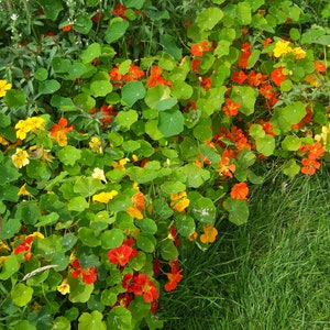 Jewel Nasturtium Seeds, Dwarf Jewel Mix Nasturtiums // Non-GMO, Edible Flowers, Tropaeolum majus