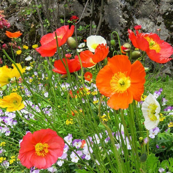 Iceland Poppy Seeds, Mixed Colors, Iceland Poppies, 2000+ Seeds // Non-GMO, papaver nudicaule