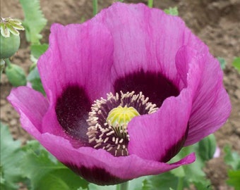 May include: A vibrant purple poppy flower with a dark purple center and yellow pollen. The flower is in full bloom and has delicate petals.