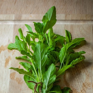 Sacred Holy Basil Seeds // Non-GMO, Herb Garden, Ocimum tenuiflorum