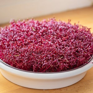 Blood Amaranth Microgreens, Red Army Amaranth, 5000 Seeds // Soil Only, Heirloom, Non GMO, Amaranthus tricolor