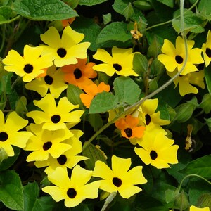 Thunbergia Alata Seeds, Black Eyed Susan Vine, Susie Mix, Orange, Yellow, White Flowers, 100 Seeds // Non-GMO, thunbergia alata image 2