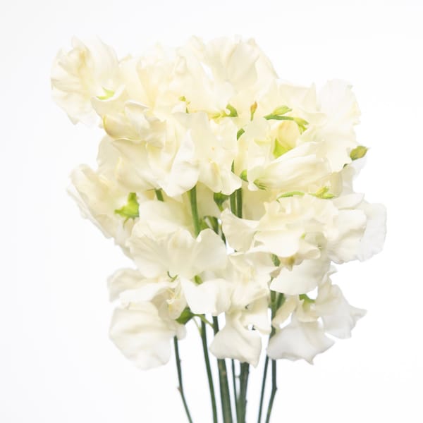 Spencer Ice Cream Sweet Peas, Creamy Ivory White Sweet Peas, 30 Seeds // Open-Pollinated, Non-GMO, lathyrus odoratus