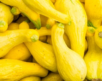 Organic Crookneck Squash Seeds, Summer Long-Day, Heirloom, Non-GMO, Cucurbita pepo