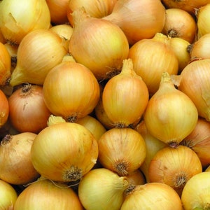 Utah Yellow Sweet Spanish Onion Seeds, 150 seeds // Heirloom, Non GMO, allium cepa