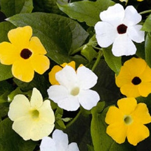 Thunbergia Alata Seeds, Black Eyed Susan Vine, Susie Mix, Orange, Yellow, White Flowers, 100 Seeds // Non-GMO, thunbergia alata image 3