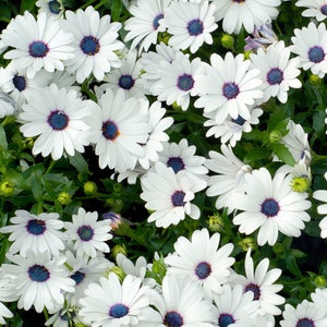 White Cape Daisy Seeds, White African Daisies, Osteospermum Flowers, 100 Seeds // Open Pollinated, Non-GMO, Osteospermum ecklonis