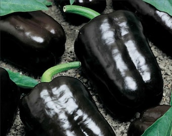 Purple Beauty Sweet Bell Pepper Seeds, Purple Bell Peppers, 30 Seeds // Non-GMO, Open-Pollinated, capsicum annuum