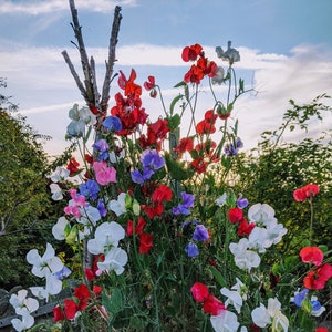 May include: A vibrant garden with a variety of colorful sweet pea flowers in shades of red, white, blue, and pink. The flowers are growing on a trellis made of branches.