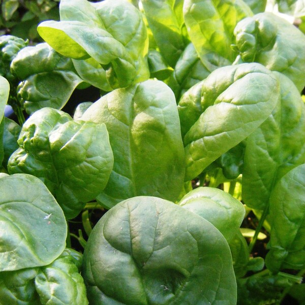 Giant Noble Spinach Seeds, Large Smooth Leaf Spinach, 250 Seeds // Heirloom, Non GMO, AAS Winner, Spinacia oleracea