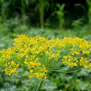 Organic Dill Seeds, Bouquet Dill // Organic, Heirloom, Non-GMO Herb Seed, Anethum graveolens