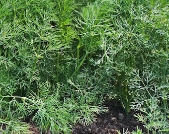 Fernleaf Dill Seeds, 100 Count Dwarf Slow Bolting Herb Seed