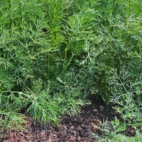 Fernleaf Dill Seeds, Dwarf Fern Leaf Dill, Slow-Bolting Dill, 100 Seeds // Open Pollinated, Non-GMO Herb Seed, anethum graveolens