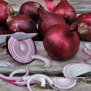 Red Grano Onion Seeds, Medium Red Onions, Short Day Onions, 250 Seeds // Heirloom, Non GMO, allium cepa