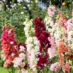 Madame Butterfly F1 Mixed Snapdragon Seeds // Open Pollinated, Non-GMO, Antirrhinum majus